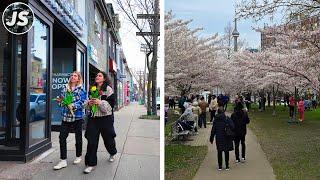 Adelaide to Trinity Bellwoods Cherry Blossoms  Toronto Walk April 2024