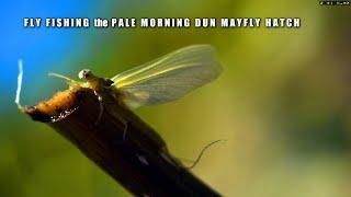Fly Fishing the Pale Morning Dun Mayfly Hatch - Detailed Fly Fishing Course