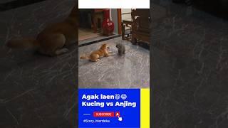 Lain dari biasanya Kucing vs Anjing#shorts #kucing #anjinglucu