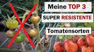 Meine TOP 3 - Tomatensorten mit hervorragender Kraut- und Braunfäule Toleranz + Ankündigung