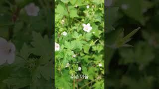 쥐손이풀 Geranium sibiricum