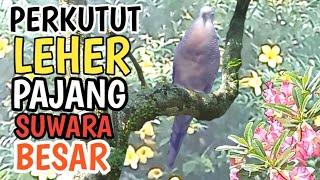 burung perkutut suwara besar kung satut sautan cocok untuk pancingan