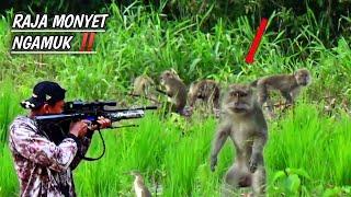 Monkey king goes berserk..‼️ Shoot dead monkeys that harm farmersHunting wild monkeys