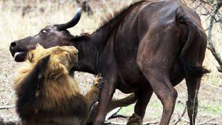 Male Lions Kill Buffalo Mother & Calf - Latest Wildlife Sightings