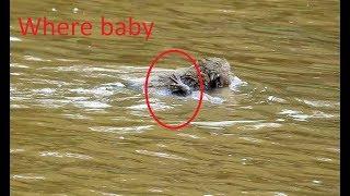 OMG Baby monkey Near drowning by mom take baby Cross water So pity little baby.