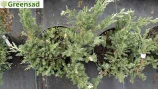 Можжевельник китайский Expansa Variegata - видео-обзор от Greensad