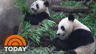 China says farewell to 2 giant pandas as they head to San Diego