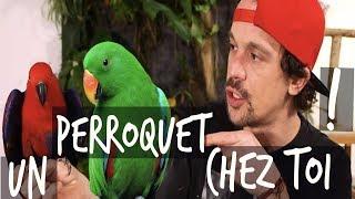 UN PERROQUET CHEZ TOI ?? - VLOG TOOPET