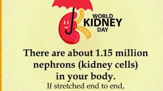 World Kidney Day 2018 13 interesting lesser-known facts about the kidneys