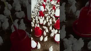 murgi fram #farming #desichickenfarming #chicken #freeranjsonalimurgipalan #funny #english