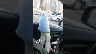 이러고 달리다ㅋ#딱지4만 #강철중 #공공의적 #꼬마