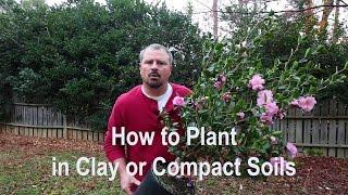 How to plant in clay poorly draining and compact soils. Proper tools amendments and techniques.