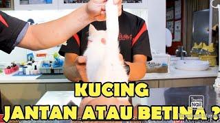 MEMBEDAKAN JENIS KELAMIN KUCING JANTAN ATAU BETINA OLEH DOKTER HEWAN