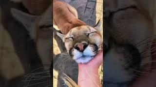 Big Cat Chin Scratches & Boops AMAZING