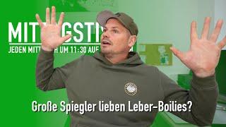  Mit Leber-Boilies nur Großkarpfen? Starkstrom-Überlandleitung ein Hotspot?   Mittagstisch #137