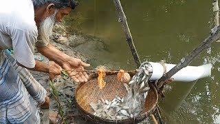 Believe This Fishing? Unique Fish Trapping System  New Technique Of Catching Country Fish