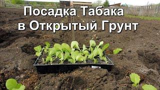 Схема посадки рассады  Курительного Табака в открытый грунт.