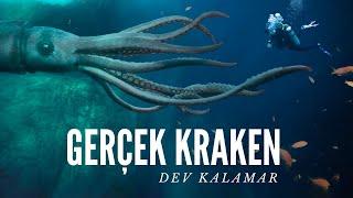 Gerçek Kraken Dev Kalamar