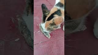 Kucing belang makan enak#shorts  #videoshorts #duniakucinglucu