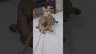 Lúa cản không cho khế đi chơi Khuya #khethui #cat #funny #animals