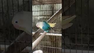 Lovebird indukan mewah