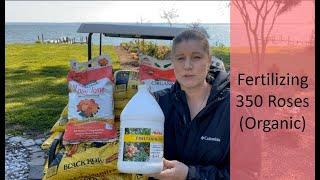  Organically Fertilizing 350 Roses  How to Fertilize Roses