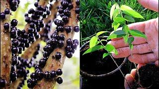 Growing Jabuticaba Brazilian Tree Grape from Seed  0 - 150 Days