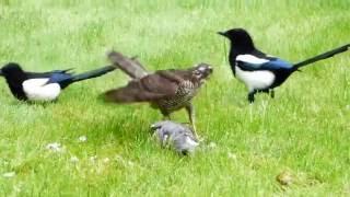 Sparrowhawk catches Wood Pigeon and is then harassed by two Magpies