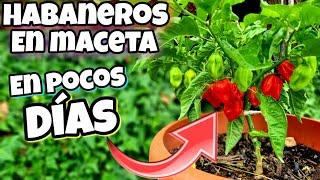 SOLO plantalo 1 VEZ y podrás COSECHAS MILES De chiles Habaneros en Maceta Sembrar pimientos fácil