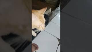 Kucing nyender lucu