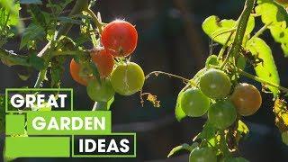 Winter Tips for Growing Citrus and Vegetables  Gardening  Great Home Ideas