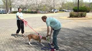 Preventing Leash Pulling with Barking Hound Village