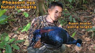 VIRAL_TEMUAN AYAM HUTAN PALING CANTIK