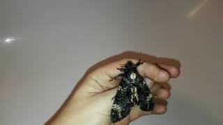 Deaths head hawkmoth screaming