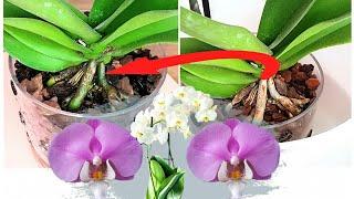 How to properly care for Orchids