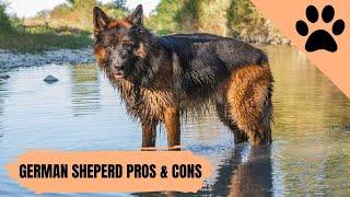 Pros and Cons of owning a German Shepherds