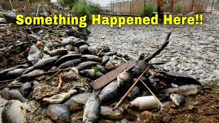 Thousands of Fish Die What Happened With Euphrates River