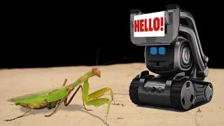 THE ROBOT ANKI VECTOR and MANTIS ARTIFICIAL INTELLIGENCE and MANTIS 【LIVE FEEDING】