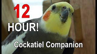 Cockatiel Companion 12 HOURS of BIRD NOISE Play this to your Cockatiel