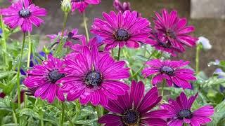 African Daisy Osteospermums spp. Plant Profile