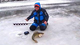 A large walleye rips off the bait Winter fishing for walleye