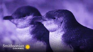 How Little Blue Penguin Couples Recognize Each Other    Smithsonian Channel