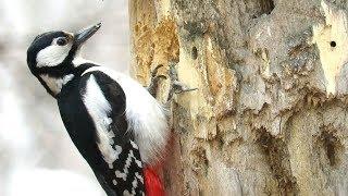 Большой пестрый дятел долбит дерево Woodpecker chisels wood