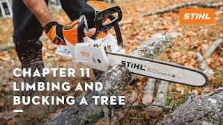 Chapter 11 Limbing and Bucking a Tree  STIHL Tutorial