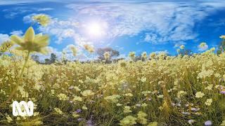 Wildflowers of the Midwest  360° VR EXPERIENCE   ABC Australia