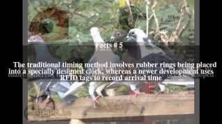 Pigeon racing Top # 12 Facts