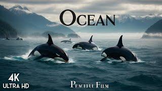 The Sea Home Of Underwater Wildlife  Ocean Life Scenic Cinema With Calming Music