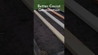 A simple method for improving carrot seed germination. #shorts #gardening