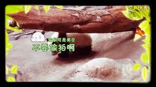 长隆 《熊猫三宝》