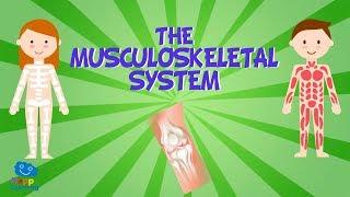 The Musculoskeletal System  Educational Videos for Kids